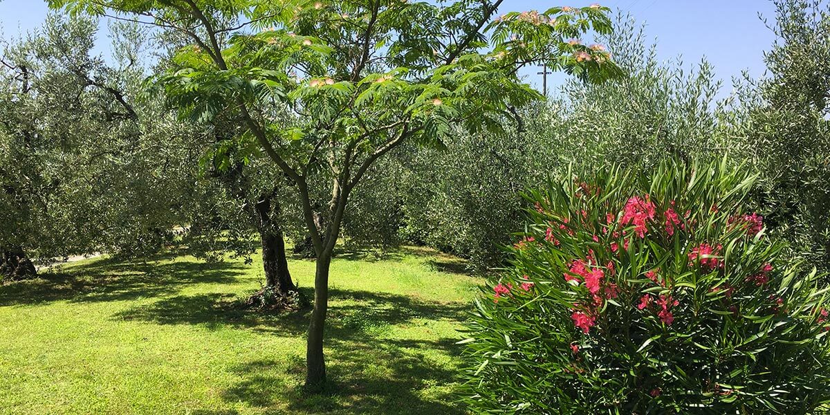 Front View Blooming Garden